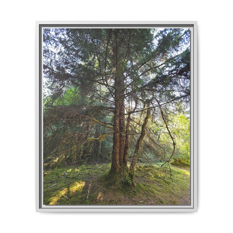 Alaskan Rainforest Framed Canvas Print: Nature Wall Decor image 3
