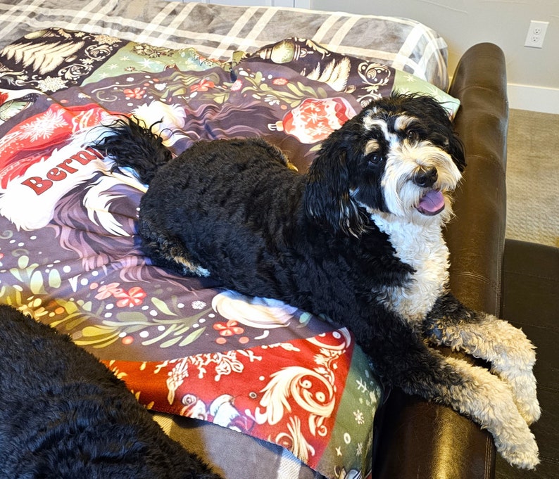 Sweet Bernie The Bernedoodle, surrounded by amazing Christmas motif, captured on a gorgeous sherpa fleece blanket!