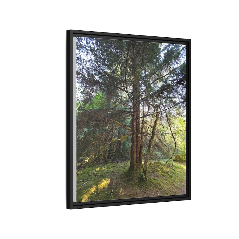 Alaskan Rainforest Framed Canvas Print: Nature Wall Decor image 7