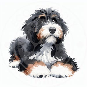 May include: Watercolor illustration of a Bernedoodle dog, lying down. The dog has a fluffy coat with black, brown, and white markings. The dog's eyes are focused upwards, and the overall style is soft and artistic.