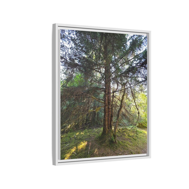 Alaskan Rainforest Framed Canvas Print: Nature Wall Decor image 8