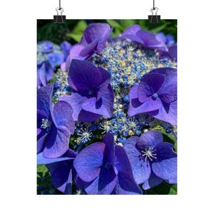 May include: A poster print showcasing a close-up of blue hydrangea flowers. The image highlights the intricate details of the petals, with shades of blue and hints of green. The floral arrangement is captured in natural light, creating a visually appealing botanical display.