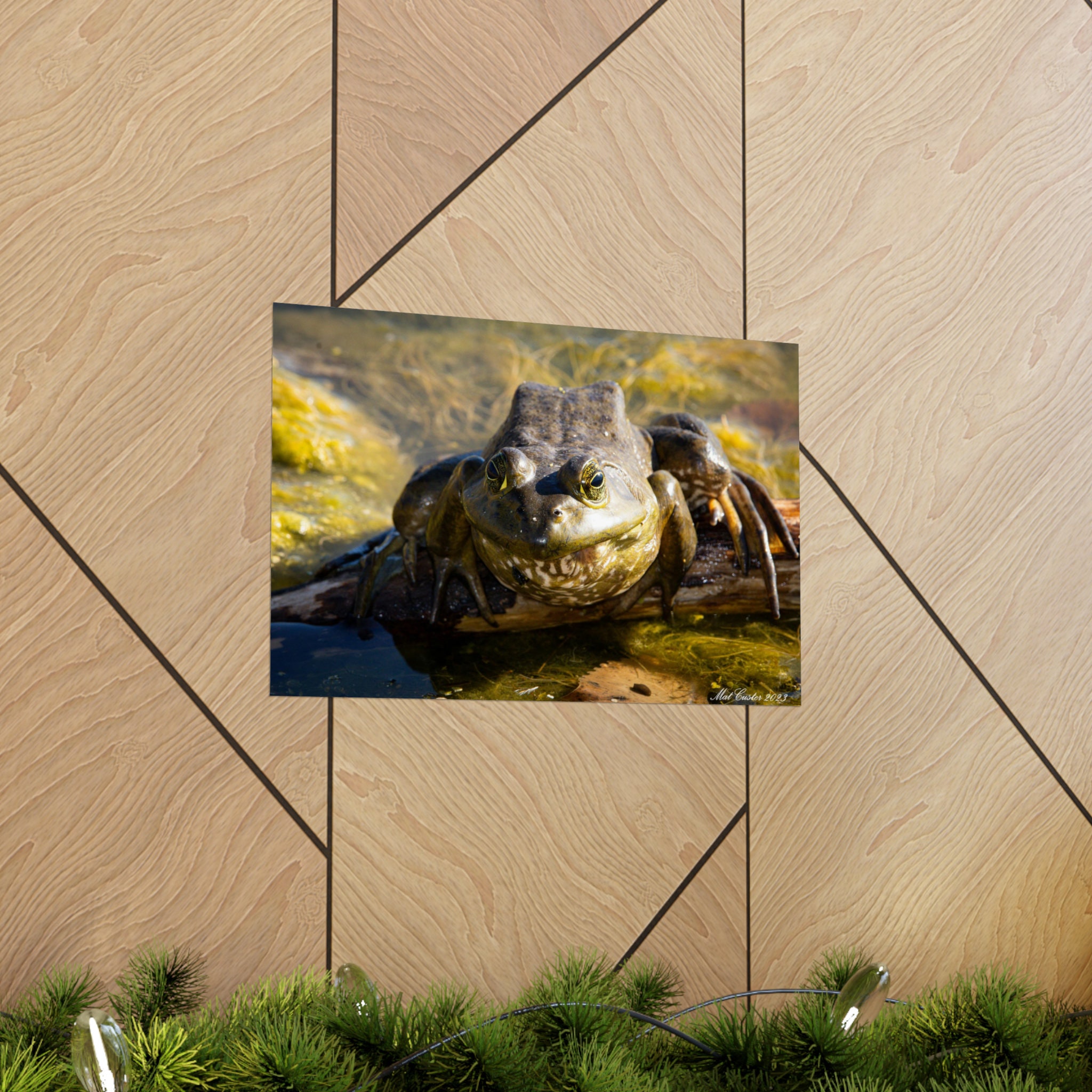 American Bullfrog Print - Etsy