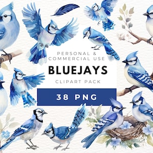 Bluejay Clipart: Watercolor Bird PNG Graphics (Digital Download)