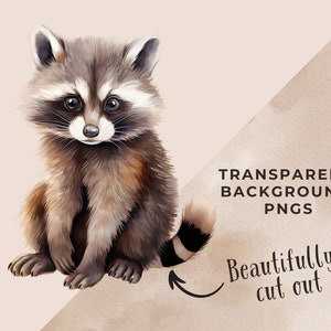 May include: A watercolor illustration of a cute raccoon sitting on a light brown background. The raccoon has a black mask around its eyes and a bushy tail with black rings. The image has the text "TRANSPARENT BACKGROUND PNGS" and "Beautifully cut out" on the bottom right corner.