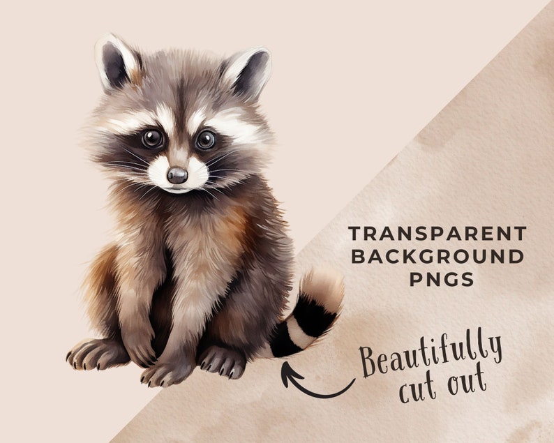 May include: A watercolor illustration of a cute raccoon sitting on a light brown background. The raccoon has a black mask around its eyes and a bushy tail with black rings. The image has the text "TRANSPARENT BACKGROUND PNGS" and "Beautifully cut out" on the bottom right corner.