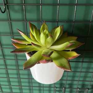 Può includere: Una pianta succulenta con foglie appuntite verde chiaro e punte rosso-brune, piantata in un contenitore cilindrico bianco liscio appeso a una griglia metallica nera su una parete di colore verde scuro.