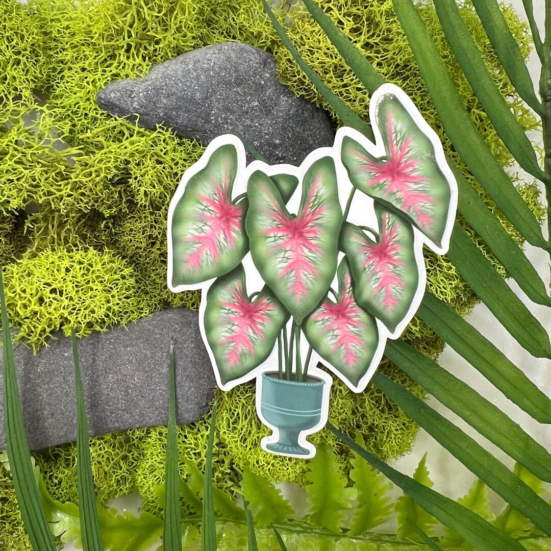 Caladium Rosebud Plant Sticker, Caladium Rosebud House Plant Sticker ...