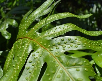 Close-Up of a Textured Leaf; Nature Photography Print