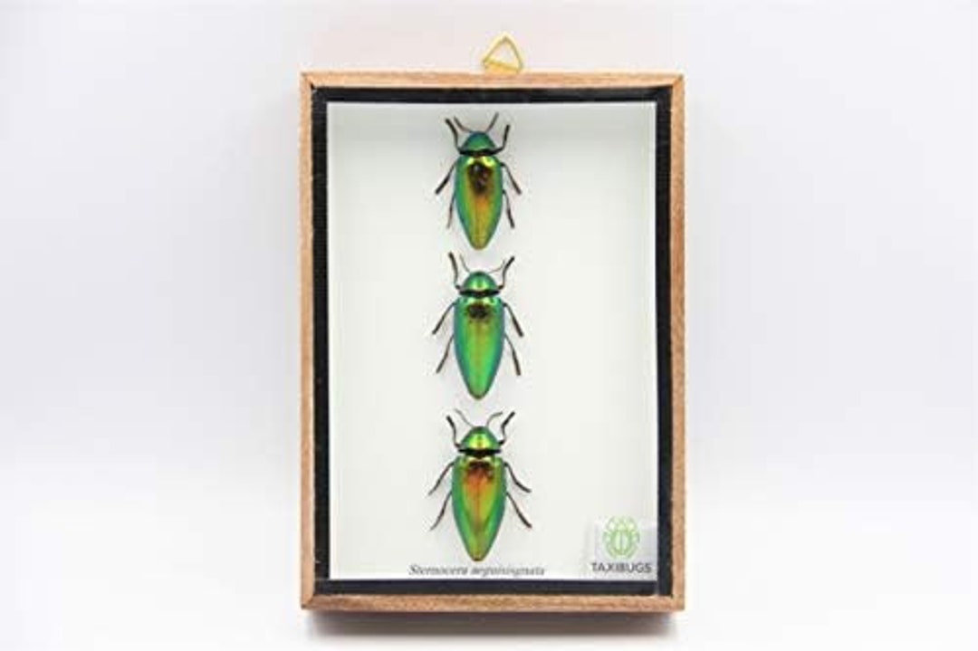 TAXIBUGS Jewel Beetle Mounts Insect Animals Taxidermy in Etsy
