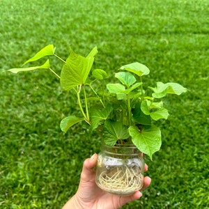 May include: A glass jar with a green leafy plant with roots growing in water. The plant is being held by a hand against a green grassy background.