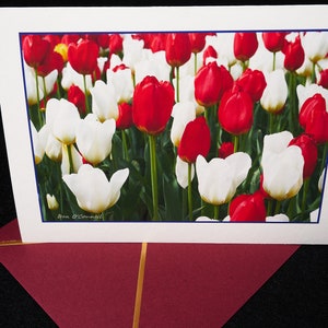Foto Grußkarte - Frühling Tulpen