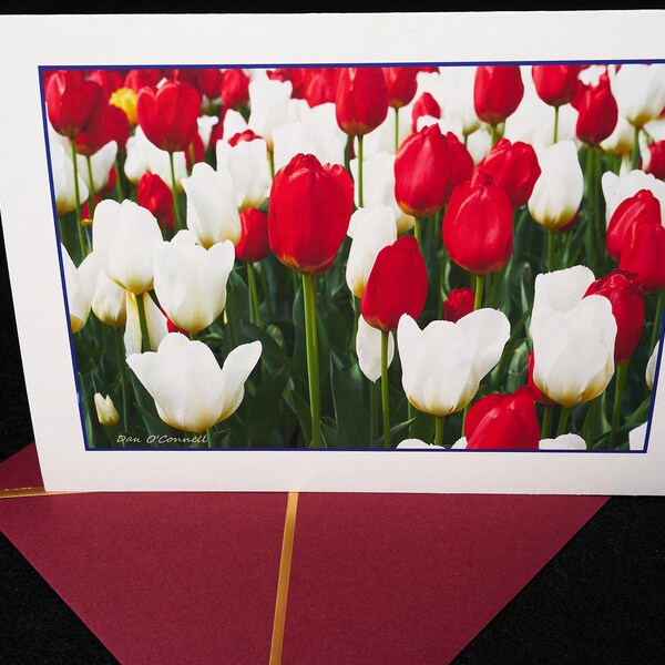 Photo Greeting Card - Spring Tulips