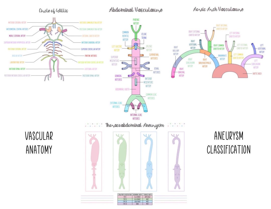 Vascular Anatomy/thoracoabdominal Aneurysm Classification - Study ...