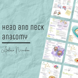 Könnte beinhalten: Eine Collage aus bunten anatomischen Illustrationen von Kopf und Hals, mit Text, der die verschiedenen Teile der Anatomie erklärt. Der Text enthält die Wörter "Kopf- und Halsanatomie" und "Alexa Merchant, Odontologa".