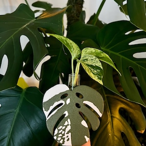 Monstera Plant Propagation Stand | Deliciosa & Albo (Variegated) Styles Available