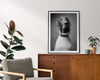 Irish Red Setter: Hund Fotografie, Haustier Wandkunst