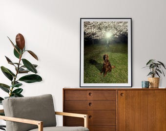 Irish Red Setter Hund Fotografie Druck: Fine Art Haustier Porträt