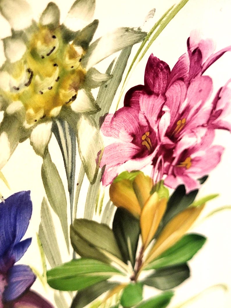 May include: A botanical illustration featuring a white edelweiss flower, a cluster of vibrant pink rhododendron blossoms with yellow stamens, and a deep blue flower, all set against a plain white background with green leaves.