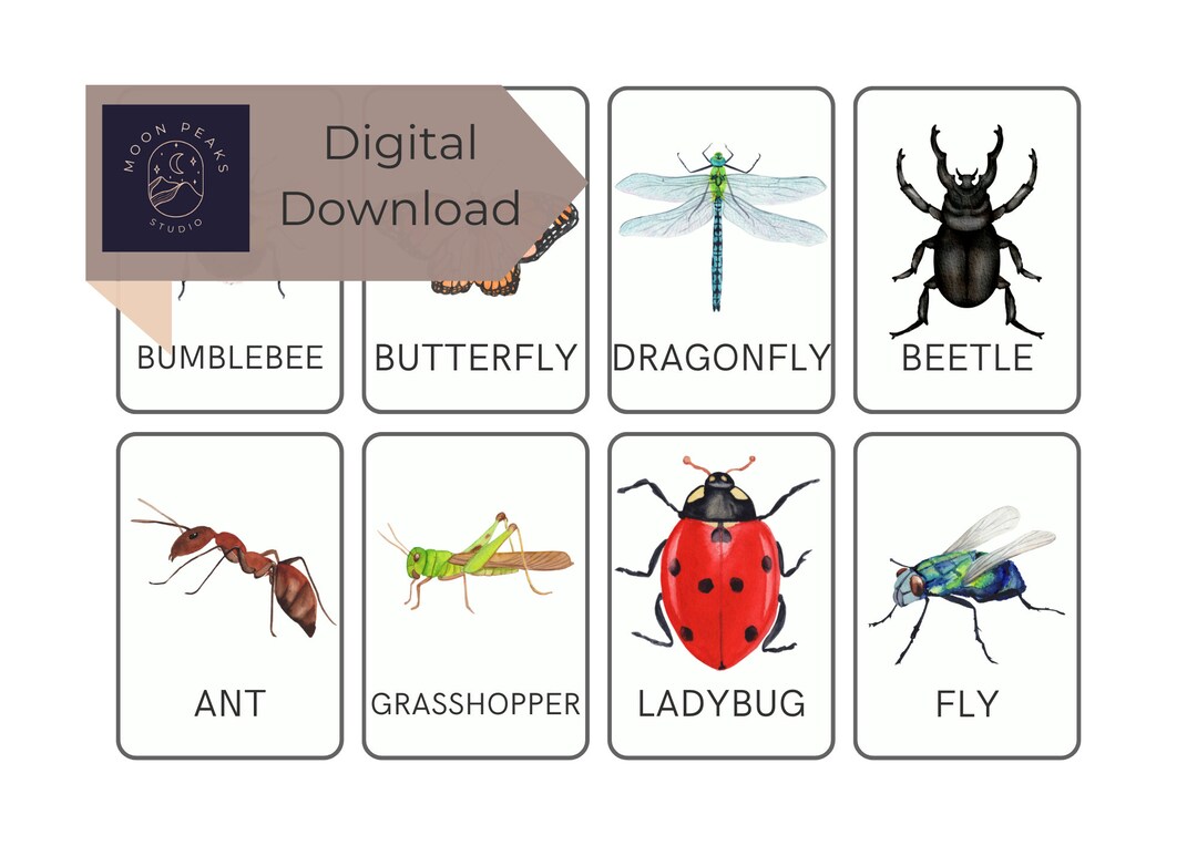 28 Insect Flash Cards Montessori Flash Cards Pre-school - Etsy