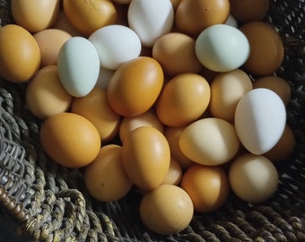 Barnyard fertilized eggs