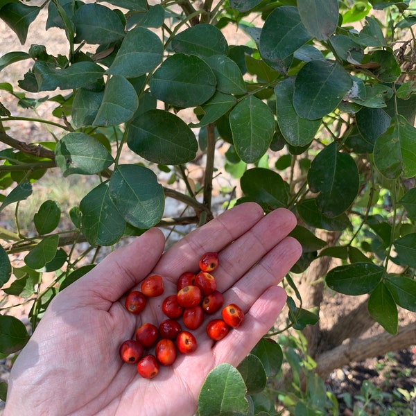 Texas Mountain Laurel Seeds/Beads