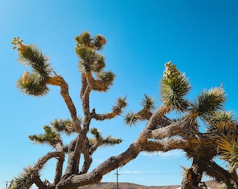 Joshua Tree photograph print