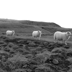 Iceland landscape with sheep black and white photograph print