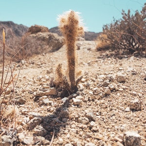 National parK Joshua tree plant cactus photography print