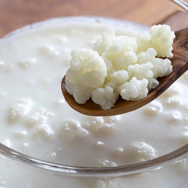 Fresh Live Organic Kefir Grains for Sale / Instructions included / Buy 2 Get 1 Free