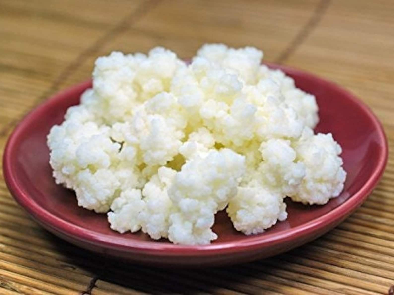 Fresh Live Organic Kefir Grains for Sale / Instructions Included / Buy