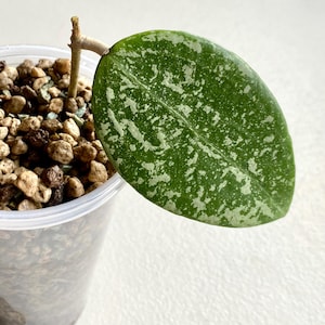 Hoya Verticillata KSB 08 Splash Rooted Cutting Rare Hoya Collector&#39;s Item Hoya Hobby Hoya Fam Gifts Rare Tropical Indoor Plants Rare Hoyas