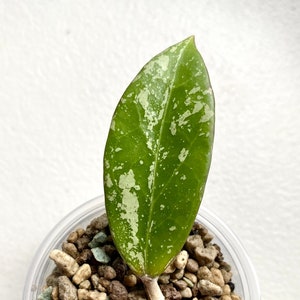 Hoya AH 778 Lightly Rooted Cutting Rare Hoya with Splash Collectors Item Hoya Lovers Gift Mother's Day Gifts Hoya Hobby Indoor Plant Garden