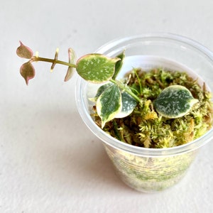 Hoya Curtisii Albomarginata Rooted Actively Growing Plant Outer
