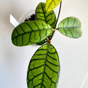 Hoya Callistophylla sp Angan Very Rare Veiny Leaf Hoya Collector&#39;s Item Hoya Fam Hobby Gifts Tropical Indoor Plants Hoya Collection Hoyas