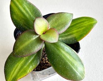 Very Rare Crassula Ovata 'Plume' - Center Variegated Propeller Jade - Lightly Rooted Cutting - Collector's Plant