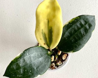 Hoya Curtisii Albomarginata Rooted Actively Growing Plant Outer