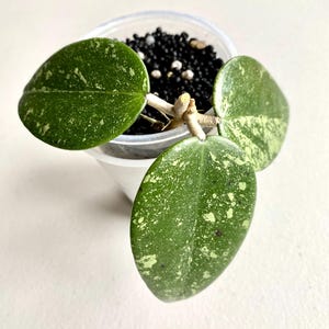 Hoya Thien Phuc Splash Rooted Cutting Rare Hoya Collectors Item Hoya Gifts Hoya Hobby Tropical Indoor Plants Rare Hoya Cuttings Splashy Hoya