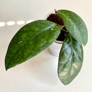 Add-on Bonus - Add to your order - Only 1 Add-on per order! - Hoya Blessing Splash - 3 Cuttings in the Cup - Lightly Rooted - Hoya Cuttings