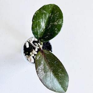 May include: Overhead shot of a small potted plant with two large, dark green leaves. The leaves have a speckled, white pattern and a reddish hue on the underside. The pot contains black and white pebbles.
