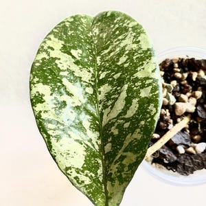 Hoya Crassipetiolata Splash x Michele Clone 1 - Rooted Cutting - Collector&#39;s Item