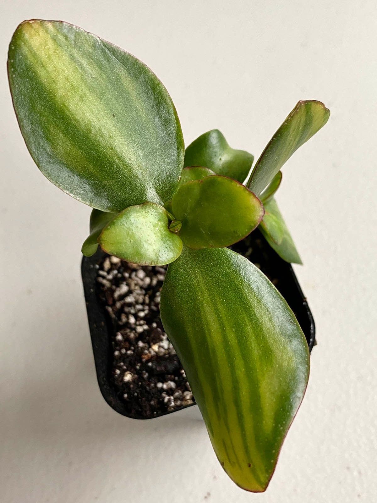 Crassula Plume Center Variegated Propeller Jade Very Rare Etsy