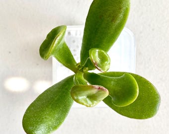 Rare Crassula Ovata 'Horrum' (Mitsuhashi, Japan) - Unrooted Cutting - Collector's Plant