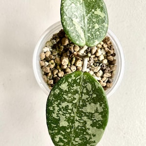 Hoya Verticillata KSB 08 Splash Rooted Cutting Rare Hoya Collector&#39;s Item Hoya Hobby Hoya Fam Gifts Rare Tropical House Plants Rare Hoyas
