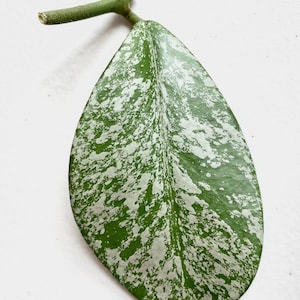 Hoya Pubicalyx x Obovata Silver Splash Hybrid - Unrooted Cutting - Rare Hoya Collector&#39;s Item