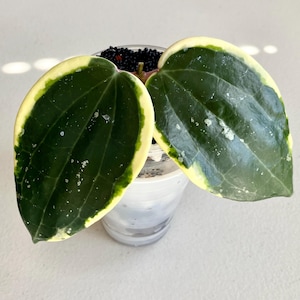 Hoya Latifolia Albo Round Leaf Lightly Rooted Cutting Very Rare Hoya Collectors Item Hoya Fam Gifts Tropical House Plants Hoya Collection