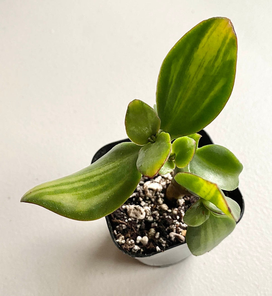 Crassula Plume Center Variegated Propeller Jade Very Rare Etsy