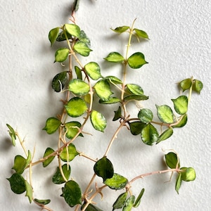 Hoya Curtisii Inner Variegated - Unrooted Cuttings - Collector's Item