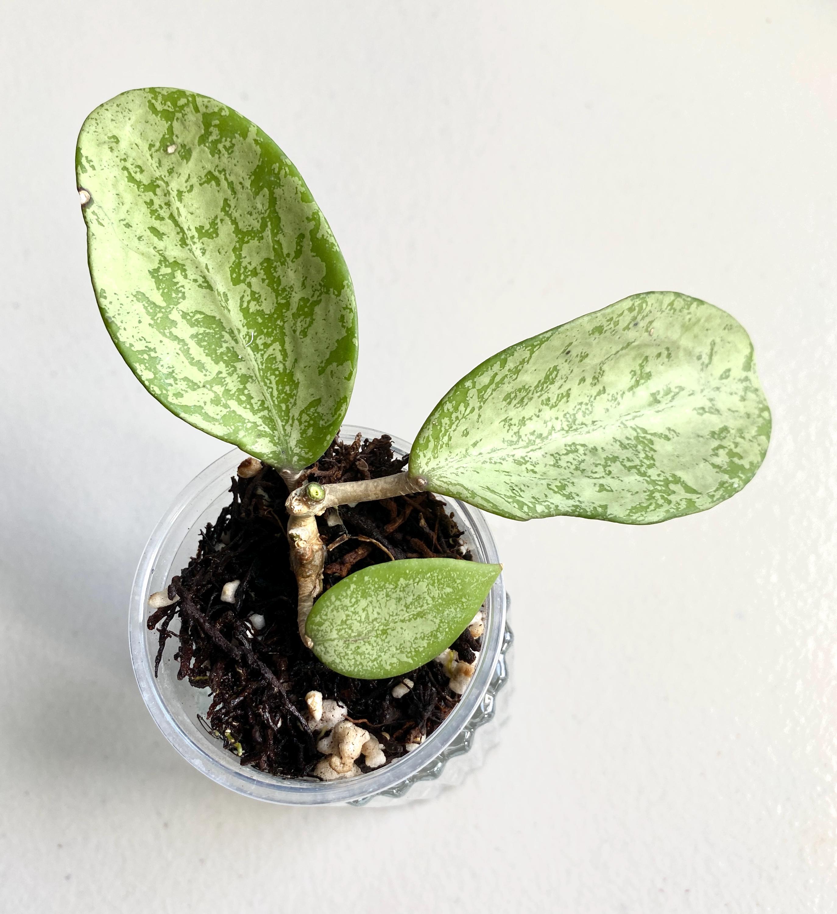 Hoya AH Santa Rooted Plant Very Rare Silver Splash Leaf Hoya
