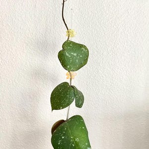 May include: A Hoya plant with heart-shaped, dark green leaves featuring light green speckles. The vine is supported by a clear vertical stake adorned with small, translucent yellow and orange flower-shaped clips in a square pot.
